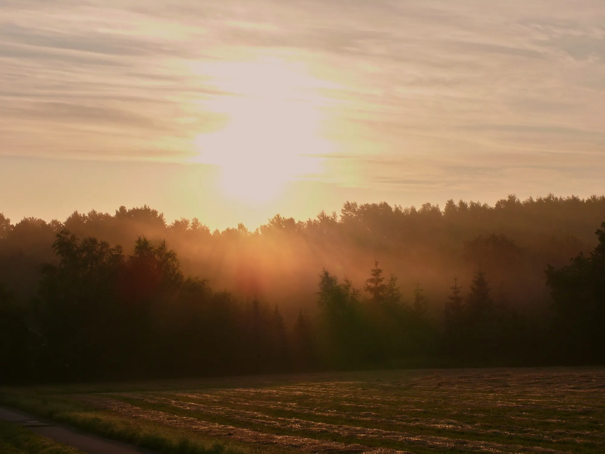 Solopgang over tåget skovbryn og mark, hvor solens stråler bryder gennem disen mellem granerne